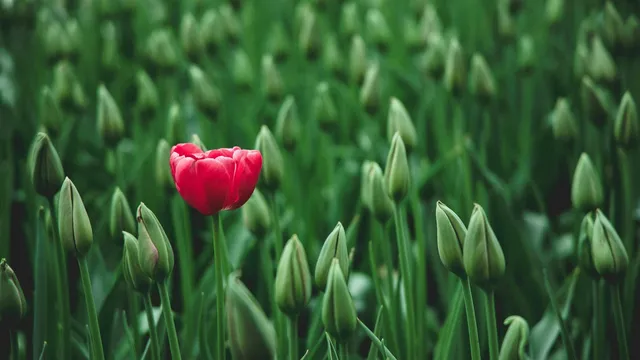 The 3+1 ICP: Finding your unique customer fit